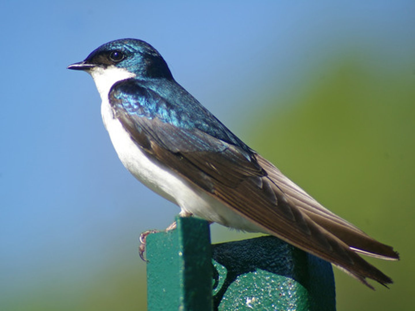 <p>Tachycineta bicolor</p>