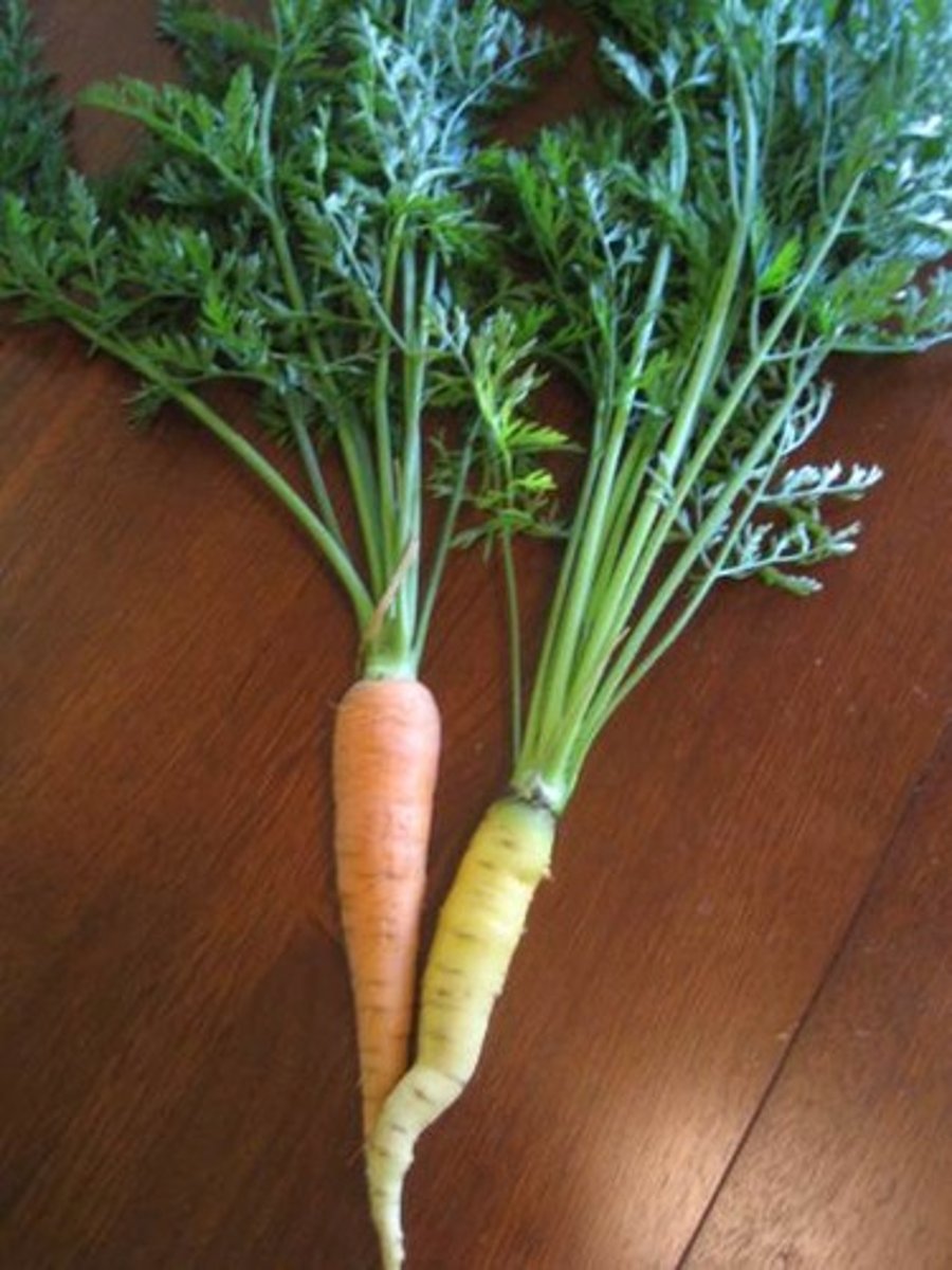 <p>carrot</p>