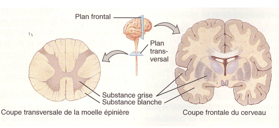 <p>cerveau, moëlle épinière</p>