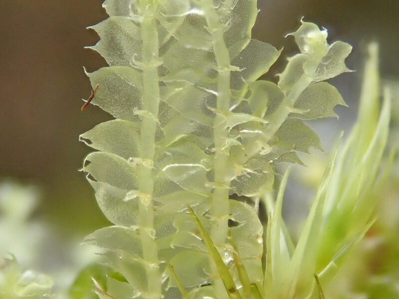 <p>leaves bilobed, underleaves bilobed with a tooth at each lobe</p>