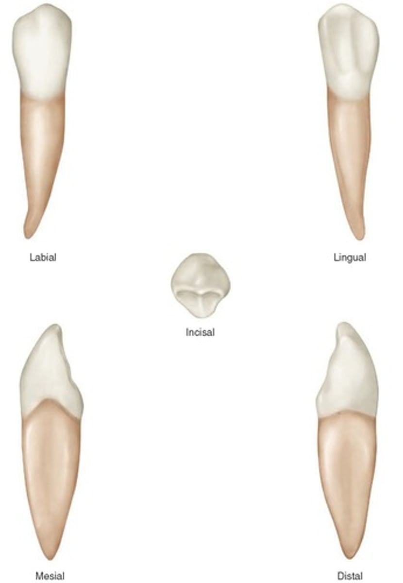 term image