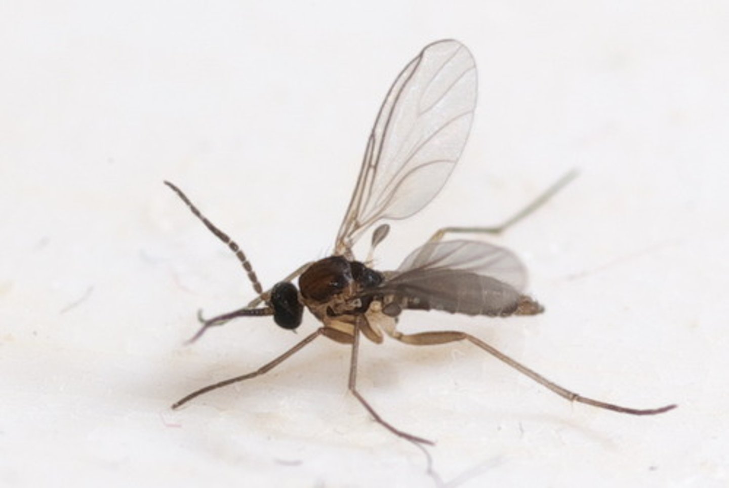 <p>Any of various a small two-winged biting flies that resembles a mosquito</p>