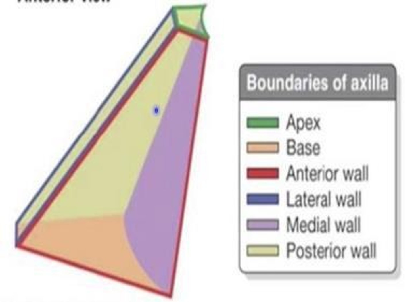 <p>Deep compartment of the armpit region, located inferior to the glenohumeral joint at the junction of the arm and thorax.</p>