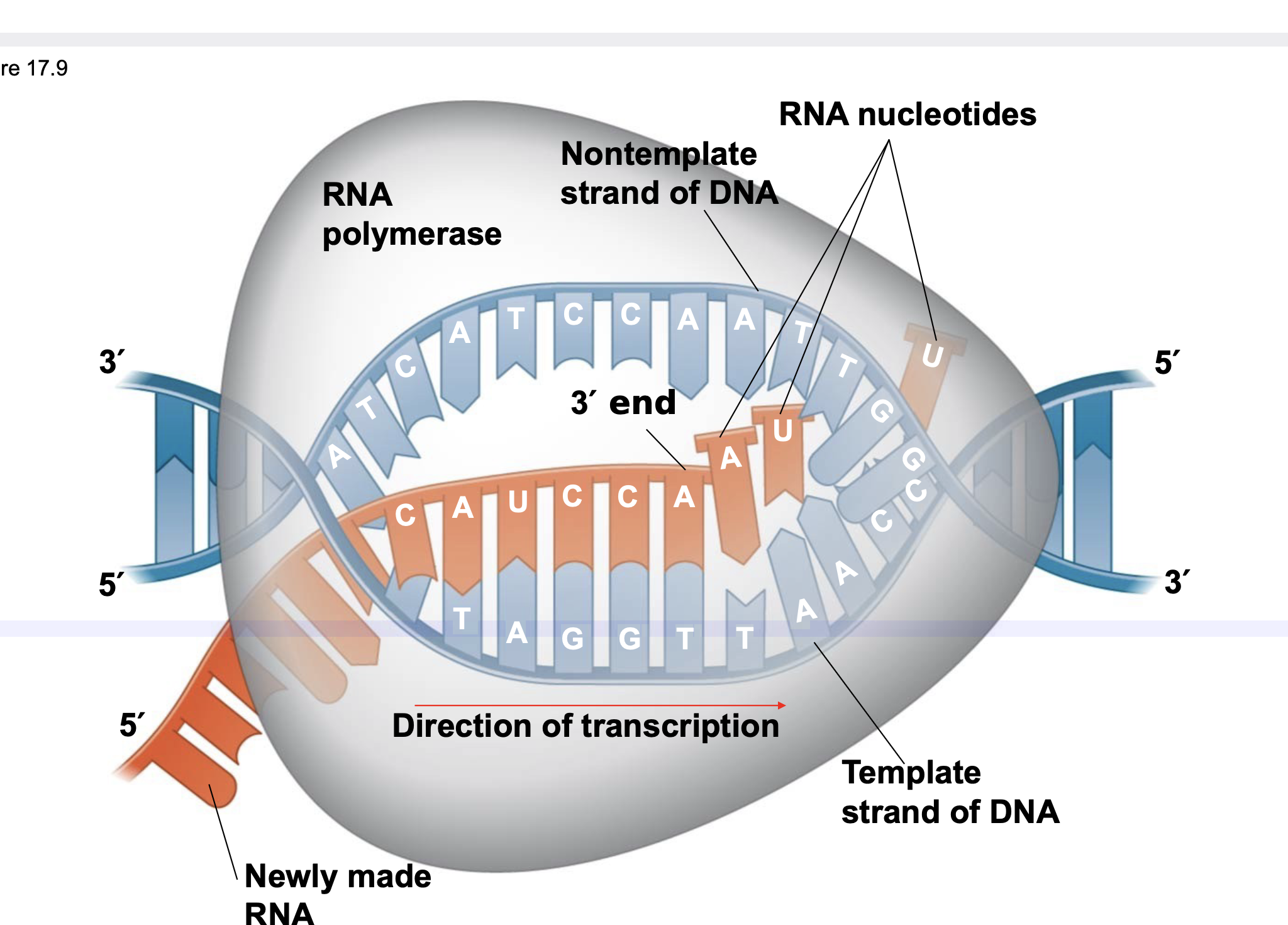 <p>.As RNA polymerase moves along the DNA, it unwinds the double helix, 10 to 20 bases at a time.</p><p>.Transcription progresses at a rate of 40 nucleotides per second in eukaryotes.</p><p>.A gene can be transcribed simultaneously by several RNA polymerases to make multiple RNAs.</p><p>.Nucleotides are added to the 3′ end of the growing RNA molecule according to complementary base pairing with the template strand of DNA.</p><p>RNA polymerase moves along the DNA, making an RNA copy in the 5 ́ to 3 ́ direction complementary to the DNA template sequence.</p>