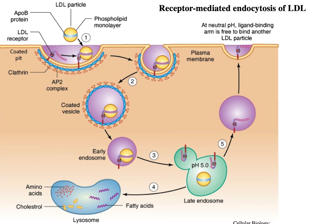 <p><span>Adaptor protein binds receptor → recruits clathrin → membrane bends → vesicle pinches off.</span></p>