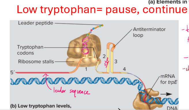 <p>Describe attenuation of tryptophan </p>