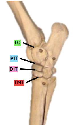 <p>What are the 4 levels of the tarsal joint?</p>