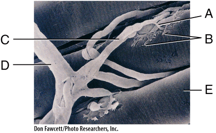 <p><span>In the diagram, acetylcholine is released from ____ and diffuses to _____.</span></p>