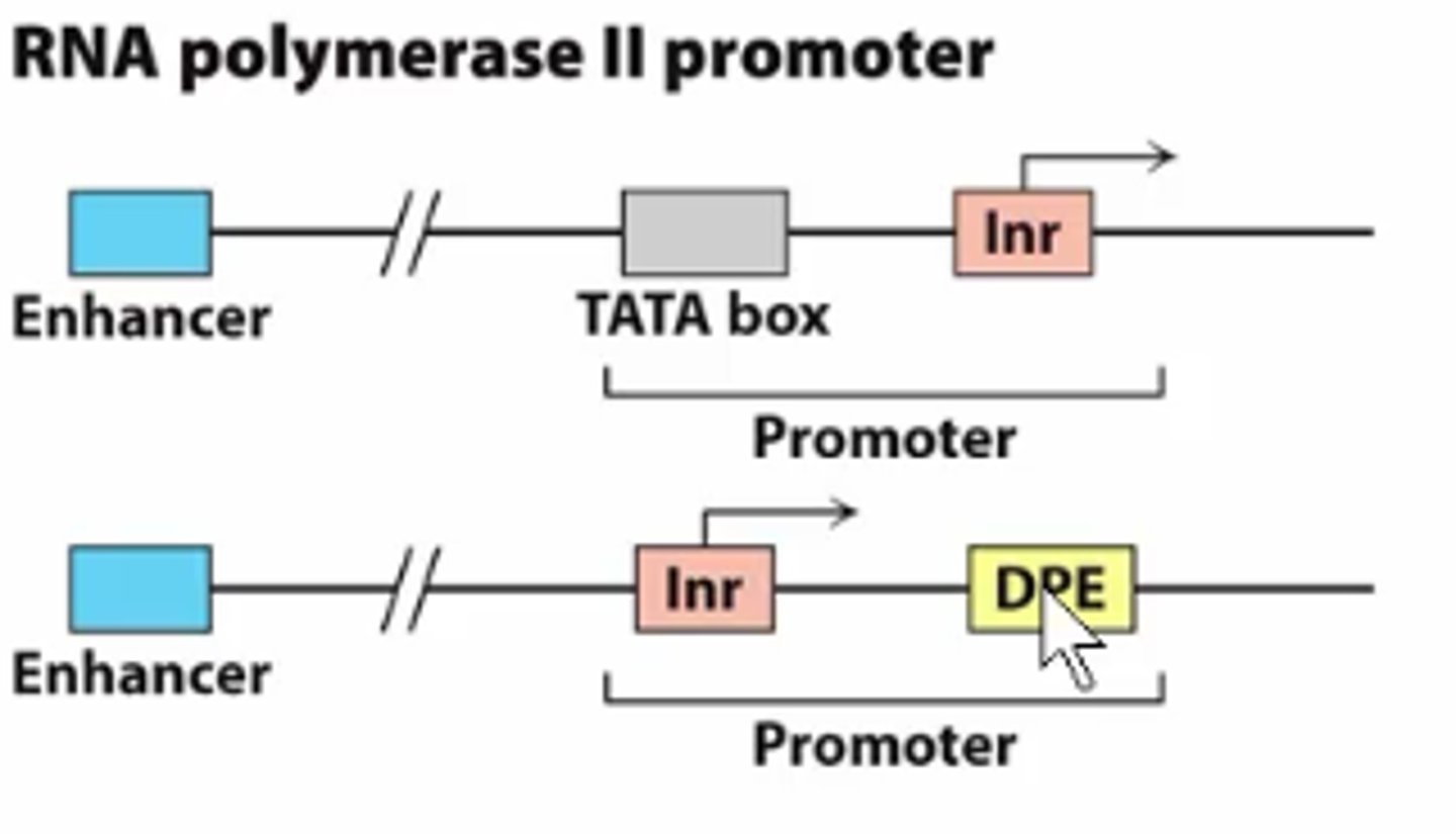 <p>Some genes do not contain a TATA box and use an Inr for transcription initiation; overlaps TSS</p><p>enhances the strength of a promoter that contains a TATA box</p>