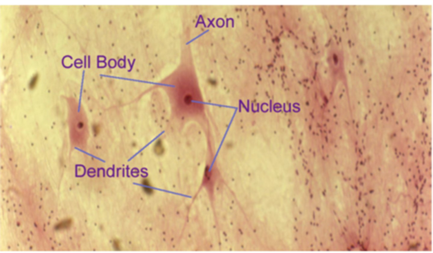 <p>Identify the cell</p>