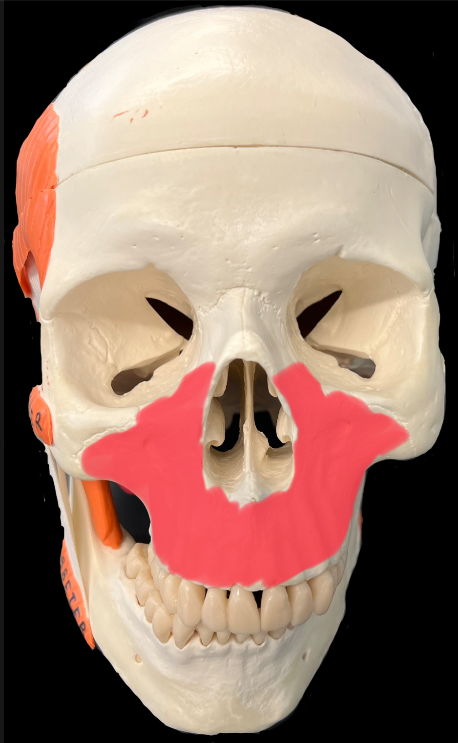 What is highlighted in red?