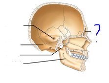 <p>Depressions and openings for blood vessels &amp; nerves</p><ul><li><p>bone cavity, filled with air &amp; lined w/mucous membrane</p></li></ul>