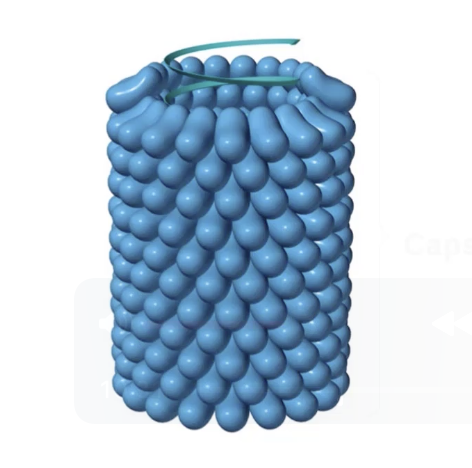 <p>what are helical viruses? Examples?</p>