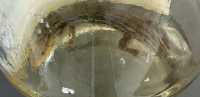 <p>Plestiodon fasciatus</p><p>Five-lined skink</p><p>Blue tail</p><p>5 black lines down body</p><p>Yellow under lines</p>