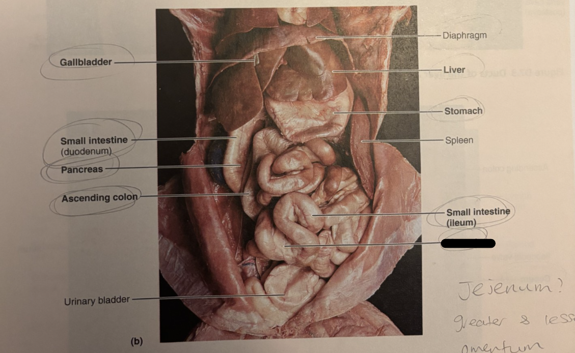 <p>Connects the intestines to the abdominal wall</p>