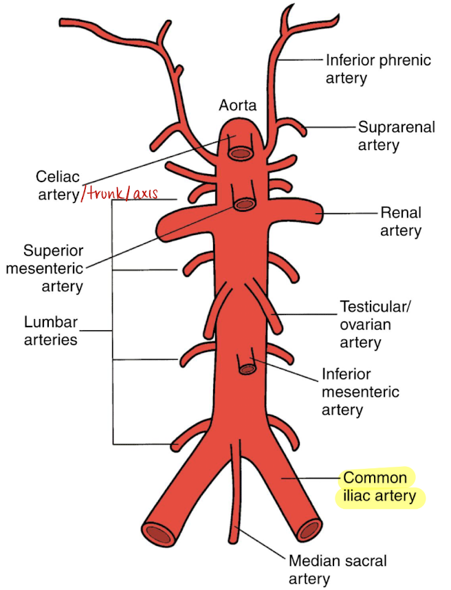 <ul><li><p>right and left common iliac artery that divide into external and internal iliac arteries</p><ul><li><p>external CIA runs down the leg</p></li></ul></li><li><p>supplies the <u>pelvis and lower extremities</u></p></li></ul><p></p>