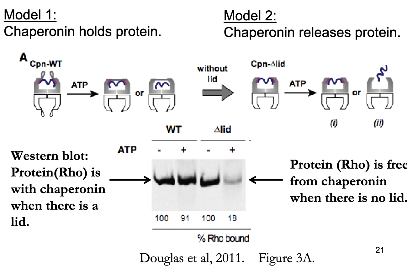 <p class="">Hypothesis 1:</p><ul><li><p class="">If folding requires <strong>release into the chamber</strong>, then <strong>removing the lid</strong> should allow the protein to escape → <strong>supports passive release model</strong></p></li></ul><p class=""></p><p class="">Experiment:</p><ul><li><p class=""><strong>Purified extracts</strong> of rhodanese + chaperonins</p></li><li><p class="">Incubated <strong>± ATP</strong> for 10 minutes</p></li><li><p class="">Analyzed using <strong>native gels</strong></p></li></ul><p class=""></p><p class="">Conditions Tested:</p><ul><li><p class="">With lid</p></li><li><p class="">Without lid</p></li></ul><p class=""></p><p class="">Results:</p><ul><li><p class=""><strong>With lid:</strong> Protein (Rho) is <strong>trapped in chaperonin</strong></p></li><li><p class=""><strong>Without lid:</strong> Protein (Rho) is <strong>free</strong> = supports <strong>release model</strong></p></li></ul><p class=""></p><p class="">Conclusions:</p><ol><li><p class=""><strong>No lid = protein escapes</strong></p></li><li><p class=""><strong>ATP is required</strong> for Rho protein to dissociate from chaperonin</p><p class="">Thus, Folding likely occurs <strong>after release</strong>, not through physical manipulation → supports <strong>passive chemical environment model</strong></p></li></ol><p></p>