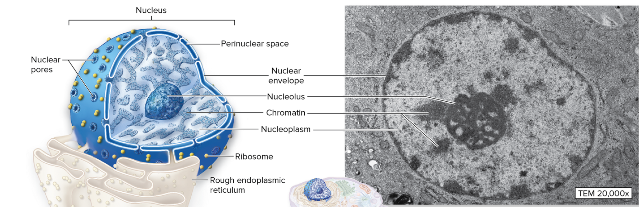 <p>What is the function of the nucleus?</p>