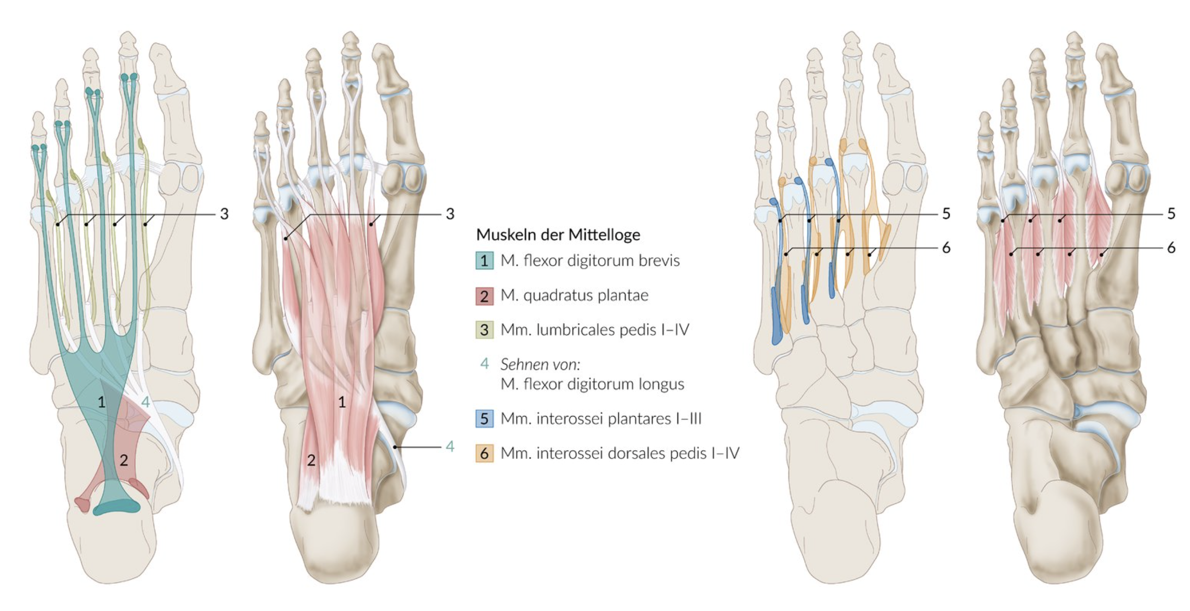 <p>E. Quadratus plantae muscle</p>
