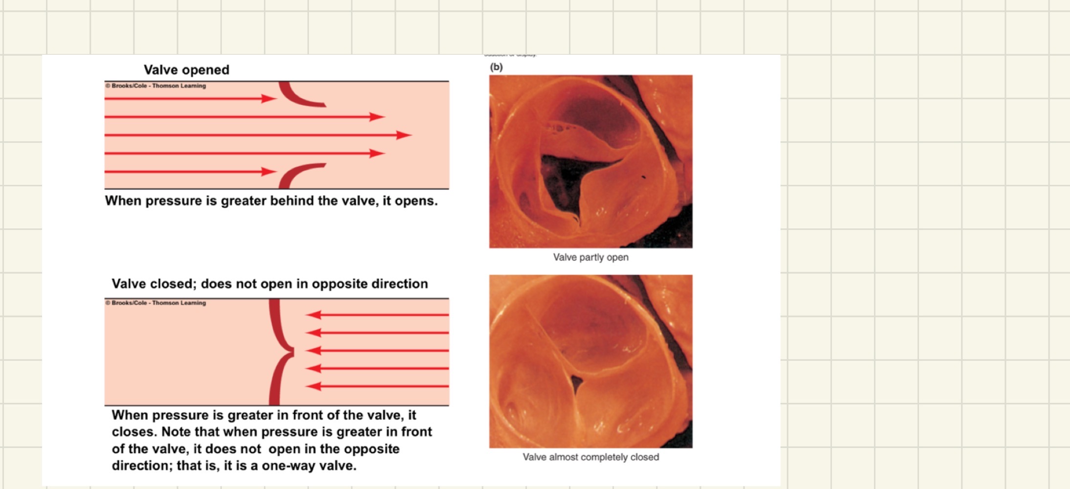 <p>valve opened:&nbsp;</p><ul><li><p>when pressure is greater behind the valve (atrium) , it opens</p></li></ul><p>valve closed:</p><ul><li><p>when pressure is greater in front of the valve, it closes</p></li></ul><p>Note that when pressure is greater in front of the valve, it doesn’t open in the opposite direction; its a one-way valve</p><p></p>