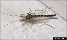 <p><span>Family Chironomidae (non-biting midges)</span><br><span>- Common nuisance around bodies of water</span><br><span>- Frequently mistaken for mosquitoes (No bite, Wings are shorter than its body, Develops in mud on the bottom of lakes, ponds, Does not carry diseases)</span></p>