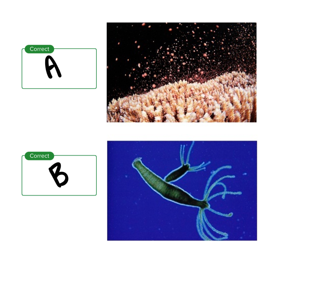 <p>Reproduction strategies, what is B? </p>