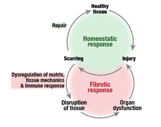 <ul><li><p>scarring can be healthy </p></li><li><p>rapidly prevents further damage </p></li><li><p>scarring is healthy response to tissue injury </p></li><li><p>too much scar tissue can lead to loss of function </p></li><li><p>excess scar tissue can restrict movement and prevent healthy function </p></li><li><p>further damage exacerbates the injury </p></li></ul><p></p>
