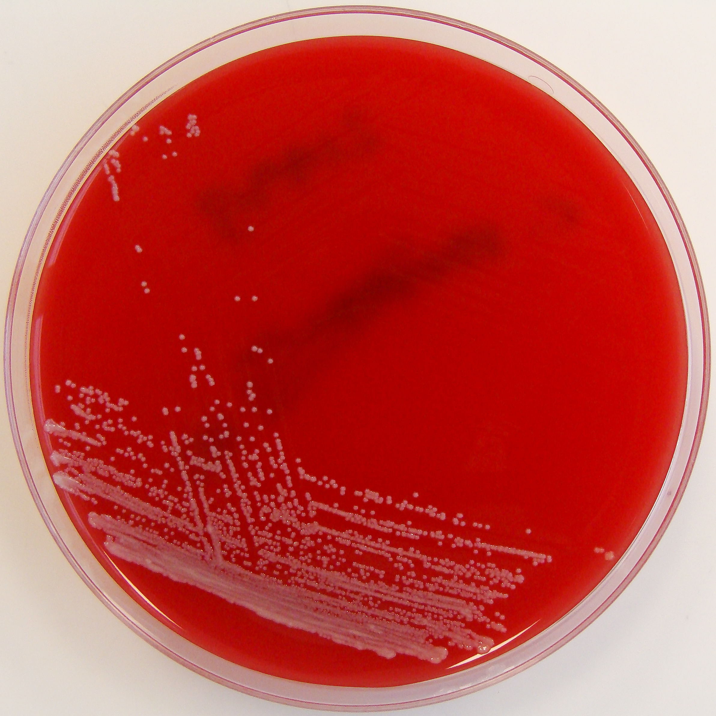 <p>What GPR forms <strong>small</strong>, <strong>white/gray</strong>, <strong>gamma hemolytic</strong> colonies resembling <strong>CoNS</strong> on SBA?</p>