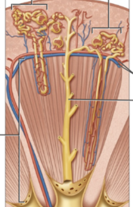 <p>what are the blood vessels associated with the nephron?</p>