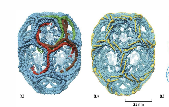 <p>Clathrin?</p>