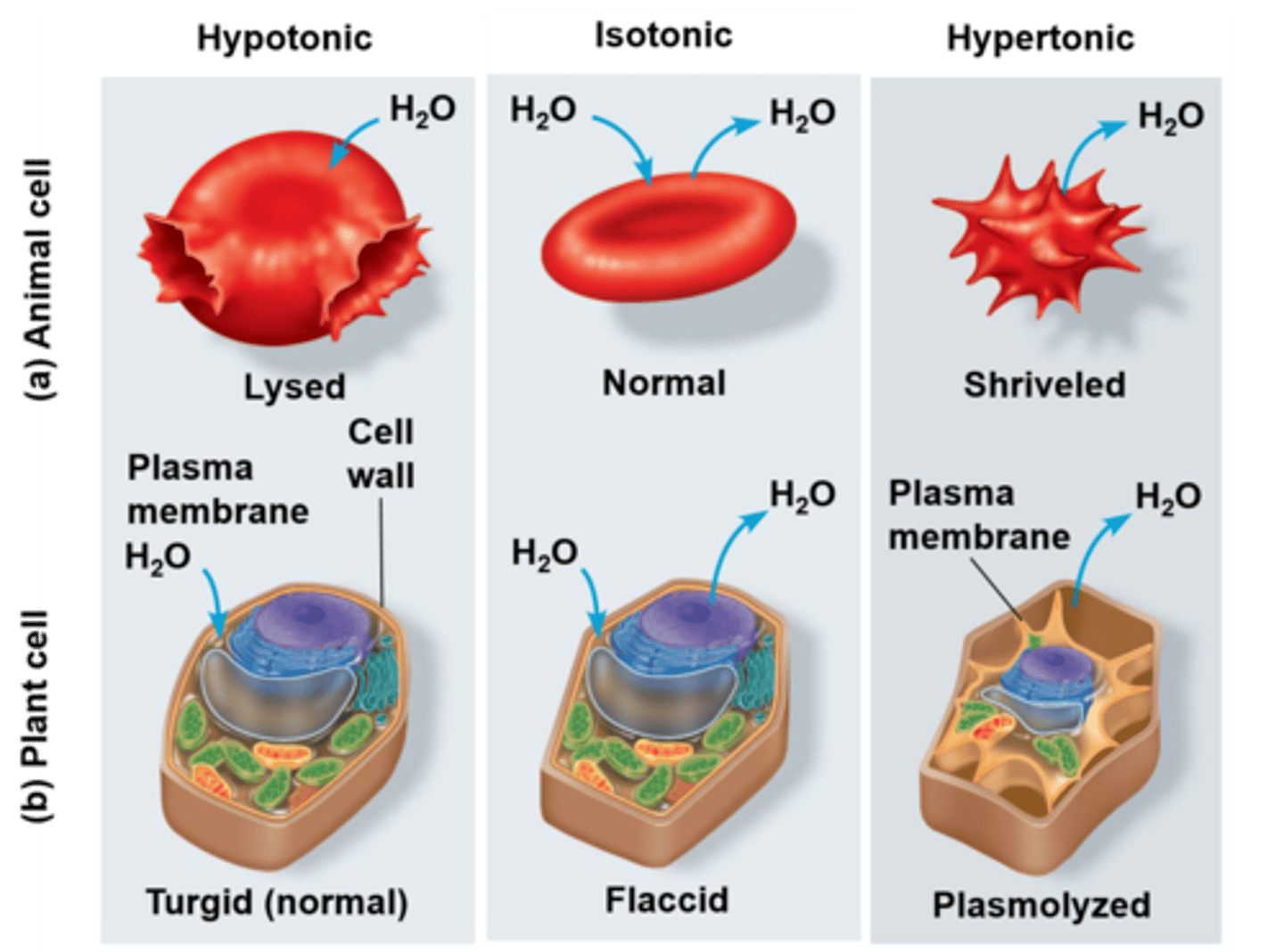 <p>Lower solute concentration; cells swell; lose ions</p>