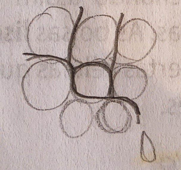 * tubos ramificados com acúmulo de resina
* ao contrário dos vasos laticíferos, são estruturas intercelulares
* característicos em gimnospermas