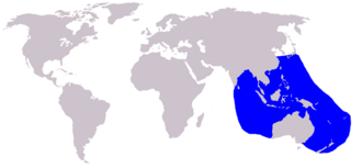 <p>Eden's whale<br>(<span>Balaenoptera edeni edeni)</span><br><span>coastal waters of the Indian and Western Pacific Oceans </span><br><span>10.1 to 11.6&nbsp;m</span><br><span>-Three ridges from the blowhole to the snout&nbsp;</span><br><span>-prominently sickle-shaped, large</span></p>