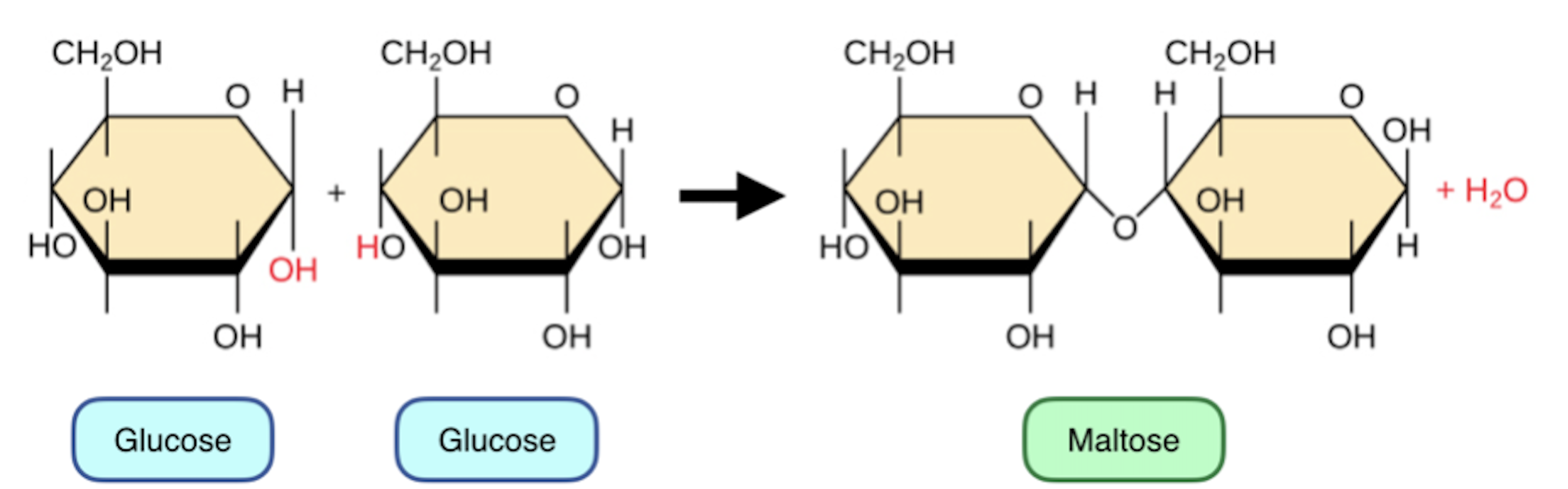 1,4 glycocydic bond (bond is between 1st and 4th carbon)