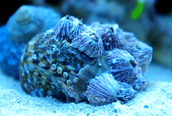 <p>Barnacles</p>