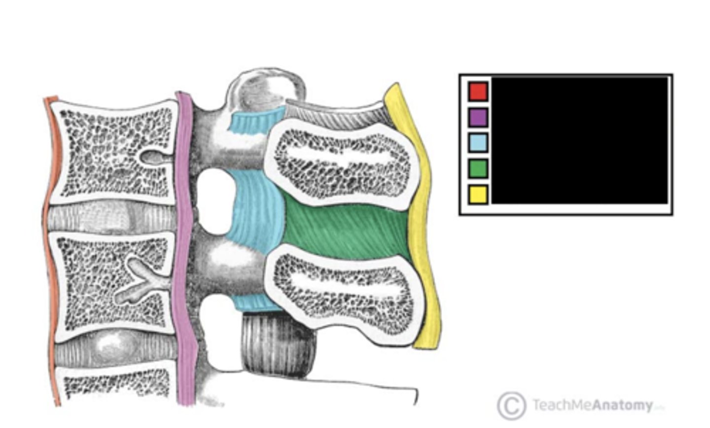 <p>What is the part labeled green?</p>