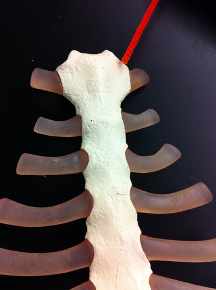 <p>name the structure</p>