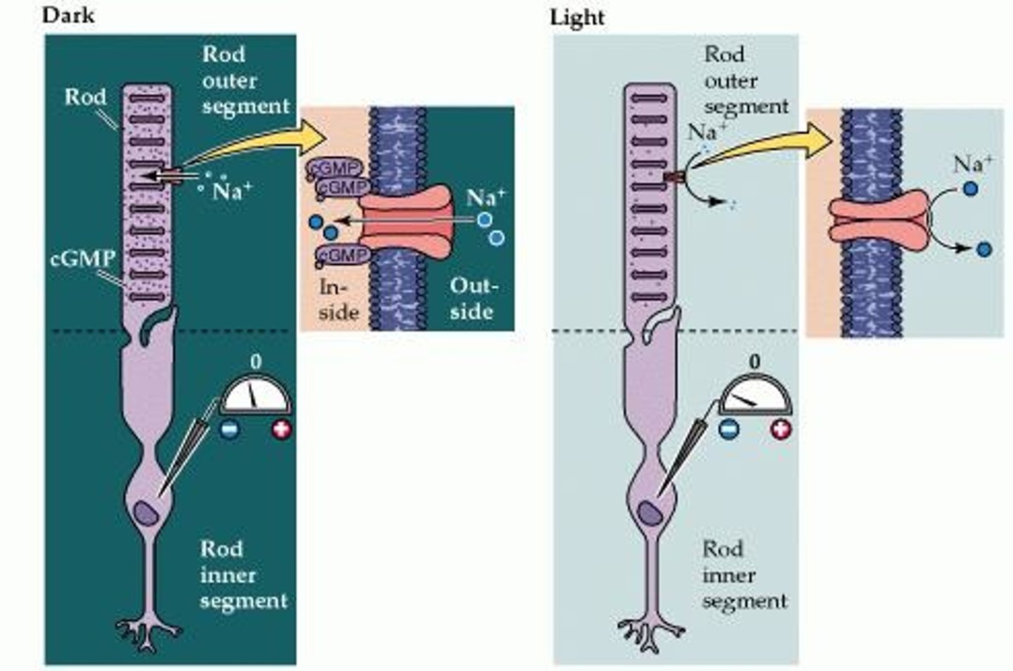 <p>Increased negativity of membrane potential.</p>