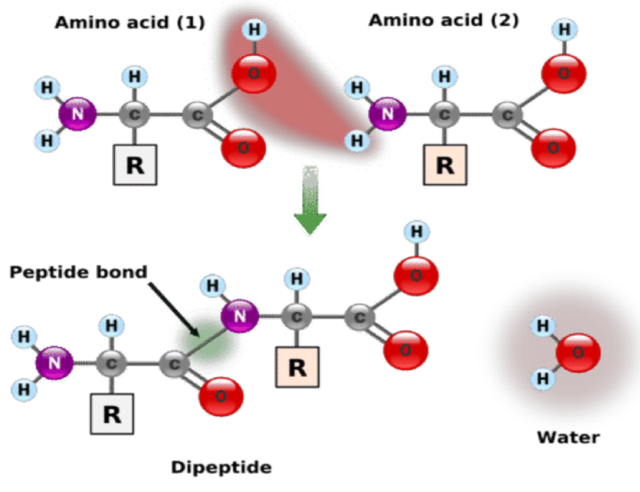 <ul><li><p>Condensation reaction</p></li><li><p>A water molecule is released during the formation of a peptide bond as an amine group joins to a carboxylate group (dehydration synthesis)</p></li></ul><img src="blob:null/c9398a8b-336d-4b76-9a9c-432a16dd5b2d"><ul><li><p>The amino end is the beginning of the chain. </p></li><li><p>Main chain and side chains vary with molecules</p></li><li><p>Backbone = rich in H bonding potential</p></li><li><p>Each AA contains a CO double bond = good hydrogen bond acceptor OR NH group = H bonding potential H donor</p></li></ul><p></p>