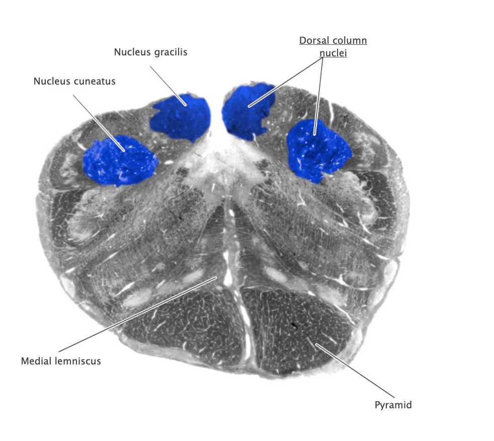 <p>Dorsal column nuclei</p>