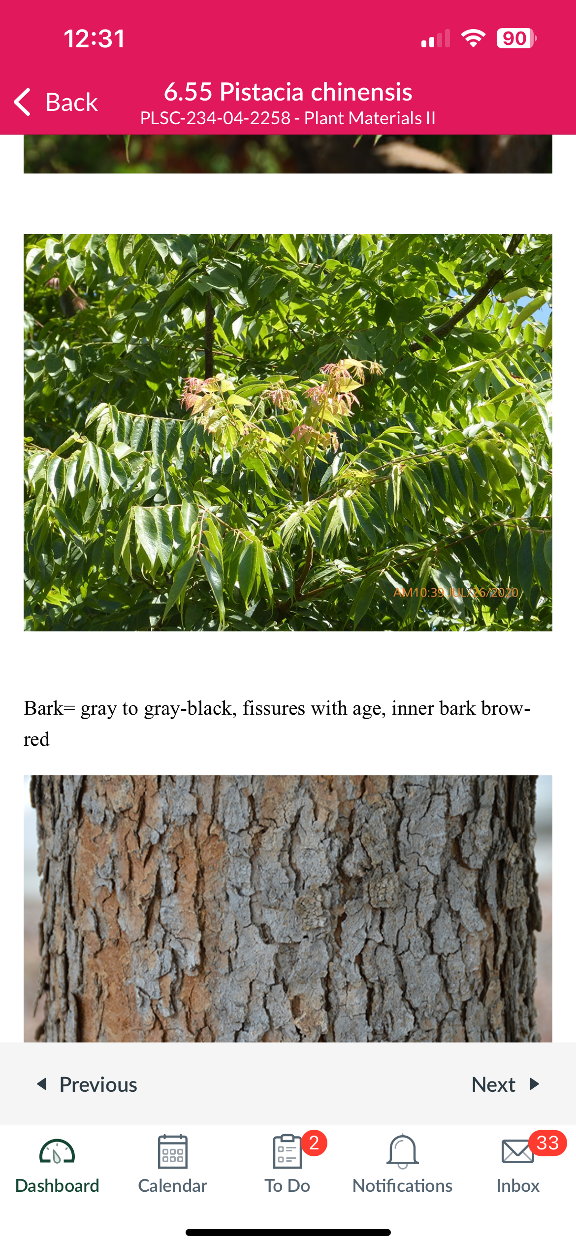 <p>Pistacia chinensis</p>