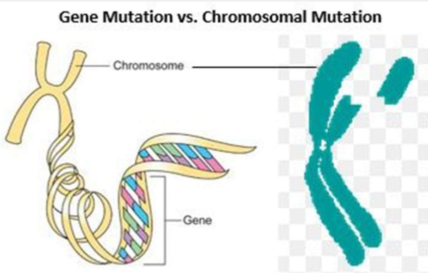 <p><span style="font-family: &quot;Times New Roman&quot;"><strong>Gene mutations are localized changes to the DNA base sequence. Chromosomal mutations are changes to whole sections of the chromosome.</strong></span><strong>&nbsp;</strong></p><p>a gene mutation is an alteration of the nucleotide sequence of a gene</p><ul><li><p>changes to a single gene</p></li><li><p>two main types of changes: substitution and frameshift</p></li><li><p>if a single nucleotide changes, it’s called <mark data-color="red" style="background-color: red; color: inherit">point mutation</mark></p></li></ul><p>a chromosomal mutation is an alteration of the structure or number of chromosomes</p><ul><li><p>affect longer sections of DNA</p></li><li><p>types: deletions, duplications, inversions, translocations</p></li></ul><p></p><p></p>