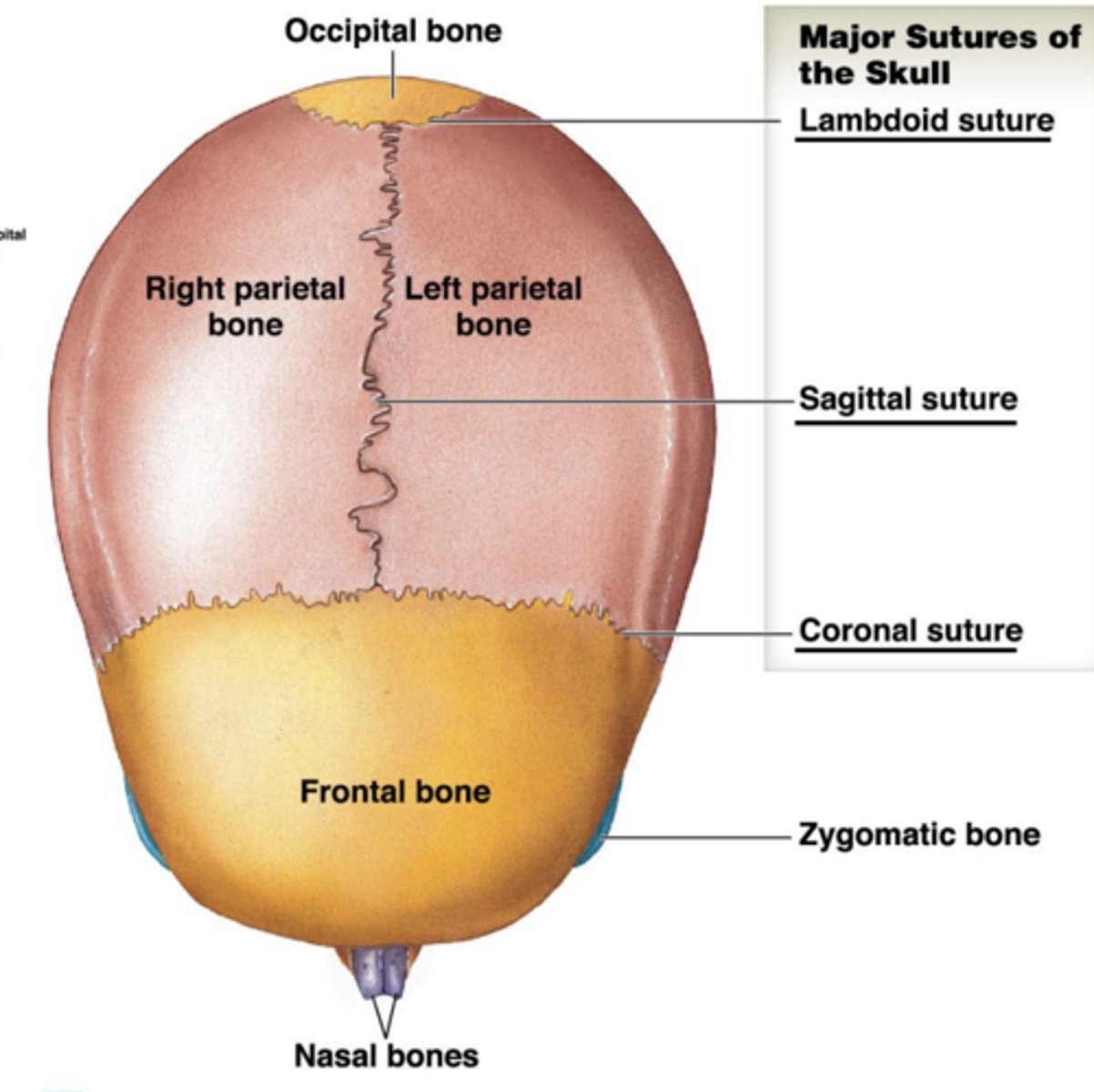 <p>gaps between cranial sutures; gives flexibility to skull during parturition</p>