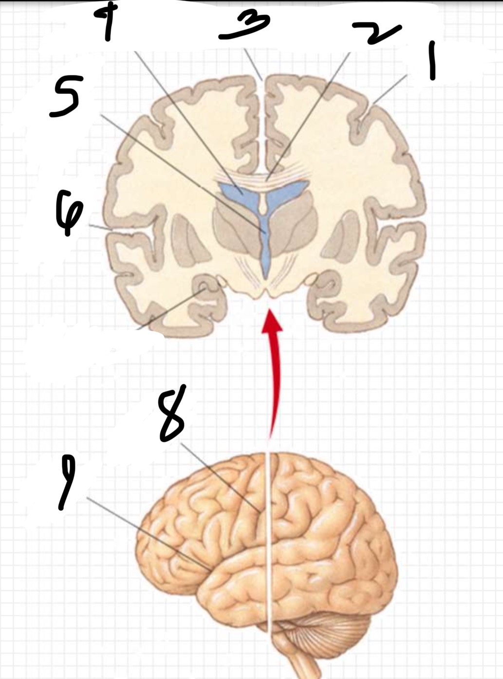 knowt flashcard image