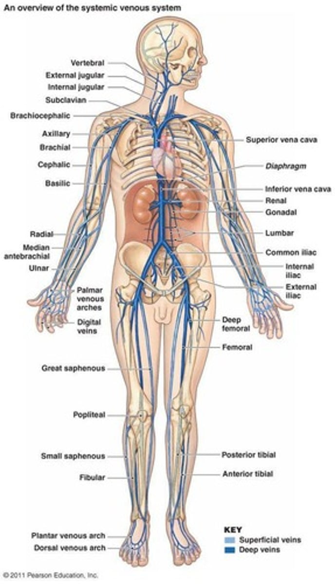 <p>Carry blood toward the heart; valves prevent backflow of blood.</p>