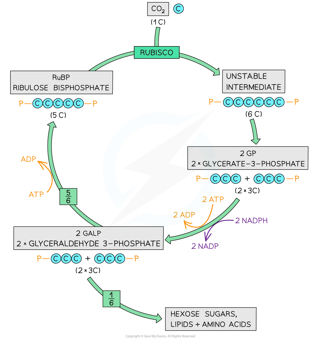<ul><li><p>carbon dioxide reacts with a 5C sugar RuBP</p></li></ul><ul><li><p>this is catalysed by the enzyme rubisco</p></li><li><p>an unstable 6C carbon compound is formed which immediately splits</p></li><li><p>2 GP are produced</p></li></ul><p></p>
