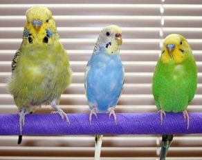 <p>Melopsittacus undulatus</p><p><span>In the wild, feeds on a variety of seeds. </span></p><p><span>As pets - balanced seed mixes, pellets, some greens</span></p><p style="text-align: justify"><span>Very social and easy to breed </span></p><p style="text-align: justify"><span>Appropriate cage size/design </span></p><p style="text-align: justify"><span>Environmental enrichment - perches, toys, bathing</span></p><p><span>Variation in size/plumage </span></p><p><span>Lifespan 7-15 y</span></p>