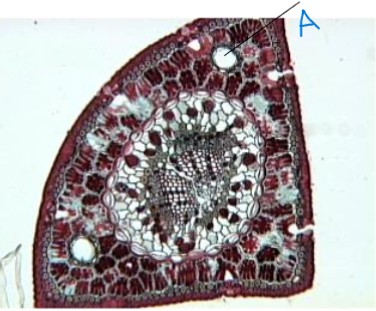 <ol><li><p>identify the genus</p></li><li><p>identify the part of the plant</p></li><li><p>identify a</p></li></ol><p></p>