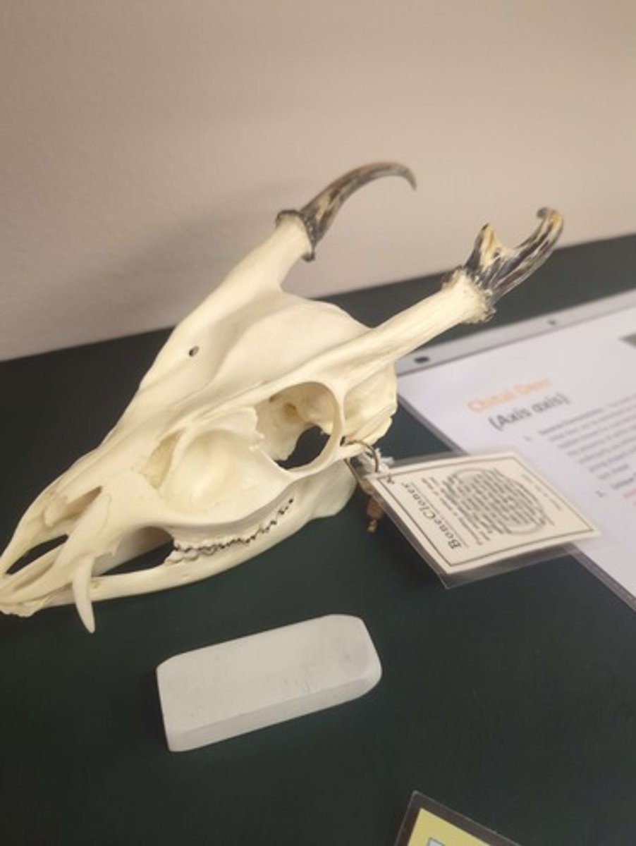 <p>What animal is this? Answer with "Skull" after animal name.</p>