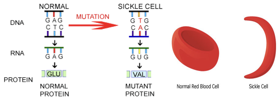 <p>A mutation that switches one amino acid for another.</p>